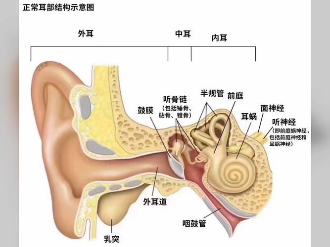 左耳听力下降是否与鼻炎有关？