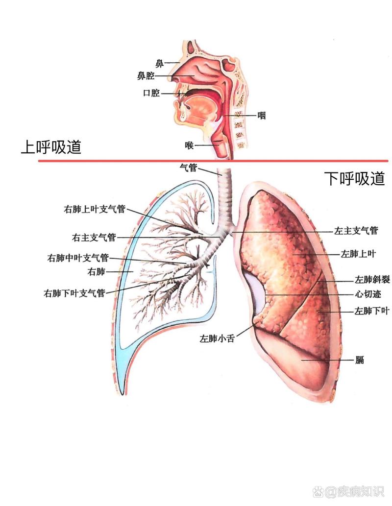 呼吸道感染