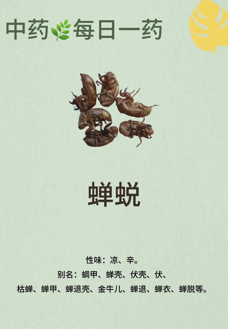 中药蝉蜕治疗过敏性鼻炎的奇效