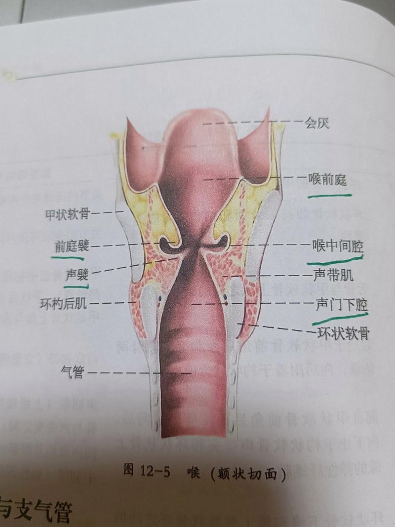 喉部秘密