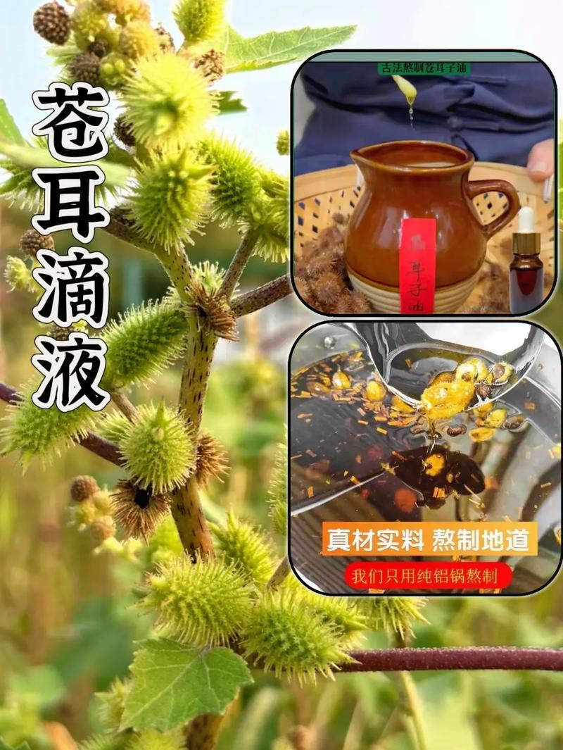 苍耳籽油