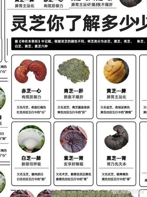 免疫力
描述: 文章围绕灵芝配伍助力治愈鼻炎困扰展开，介绍了灵芝的功效，阐述其与黄芪、防风等配伍对鼻炎的作用，还提及使用讲究及日常注意事项，旨在为鼻炎患者提供改善困扰的思路 。